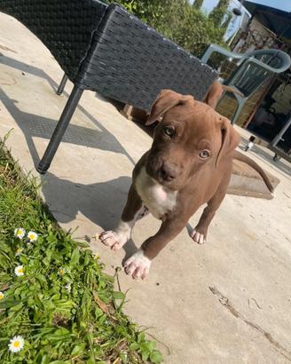 Pitt bull terrier