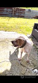 Bracco pointer da tartufo