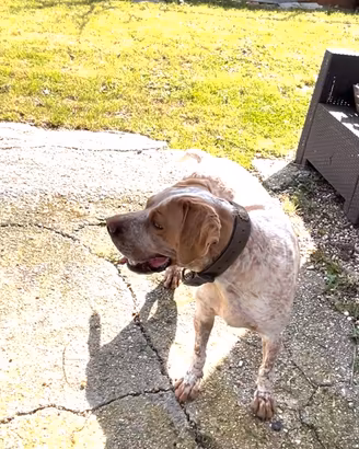 Bracco pointer da tartufo