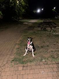 Pit bull puro