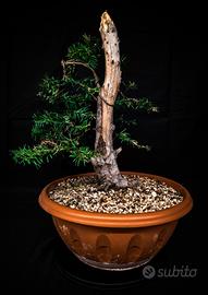 Bonsai tasso baccata