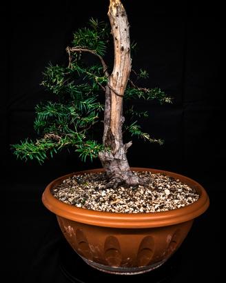 Bonsai tasso baccata