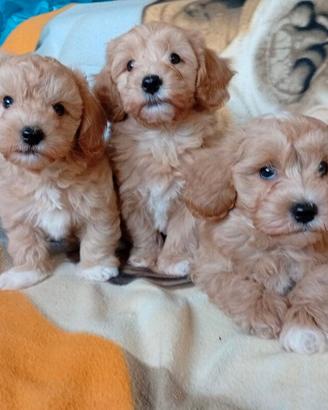 Maltipoo cuccioli