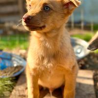 Bimbo dolce cucciolo taglia medio piccola