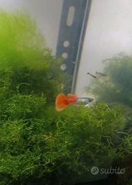 Guppy silver red Tail pesci per acquario