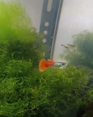 Guppy silver red Tail pesci per acquario