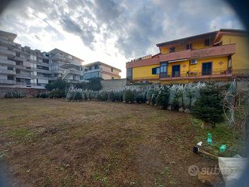 ABETI, PINO FRESCO, ALBERI DI NATALE