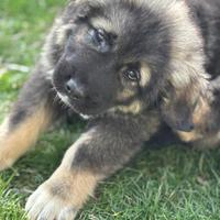 Cuccioli pastore del Caucaso