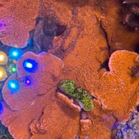 Coralli acquario marino