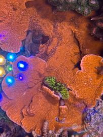 Coralli acquario marino