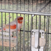 Canarino rosso mosaico maschio