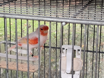 Canarino rosso mosaico maschio