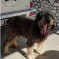 Griffon nivernais da cinghiale