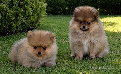 Cuccioli di Spitz di Pomerania toy