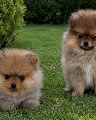 Cuccioli di Spitz di Pomerania toy