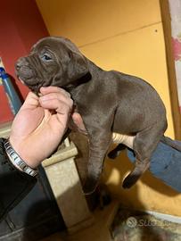 Pitbull Red nose UKC