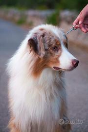 Australian Shepherd/ Pastore Australiano