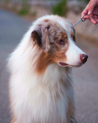 Australian Shepherd/ Pastore Australiano