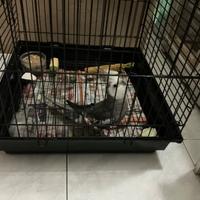 Calopsite grigia maschio