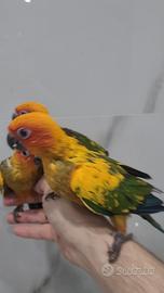 Conuro del sole allevato a mano