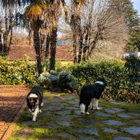 Pensione per cani Personalizzata