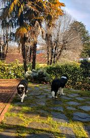 Pensione per cani Personalizzata