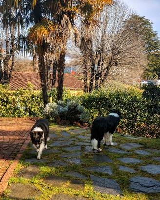 Pensione per cani Personalizzata