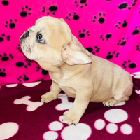Cuccioli di bulldog francese