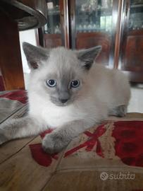 Gatto siamese blue point