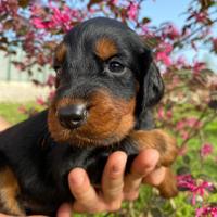 Cuccioli di Setter Gordon