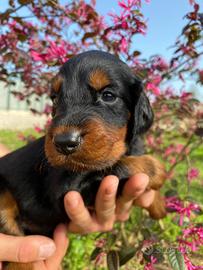 Cuccioli di Setter Gordon