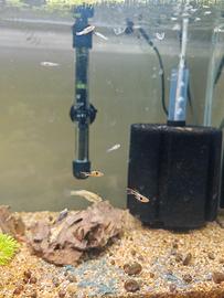 Endler campoma 28