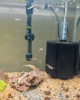 Endler campoma 28
