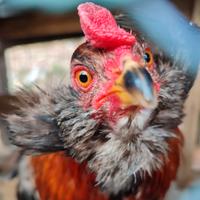 Gallo araucana