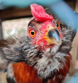 Gallo araucana