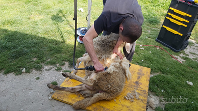 Pecore Tosatrice Tosino Tosatore