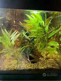 Piante acquario pesci