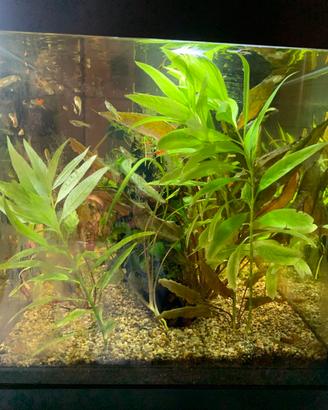 Piante acquario pesci