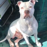 Vorrei una fidanzata per amstaff