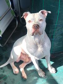 Vorrei una fidanzata per amstaff