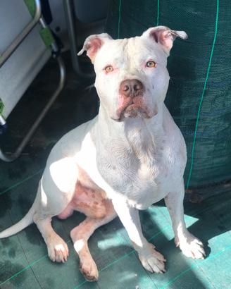 Vorrei una fidanzata per amstaff