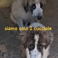 Cucciole 4 mesi taglia media grande