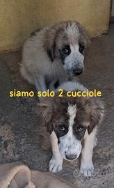 Cucciole 4 mesi taglia media grande