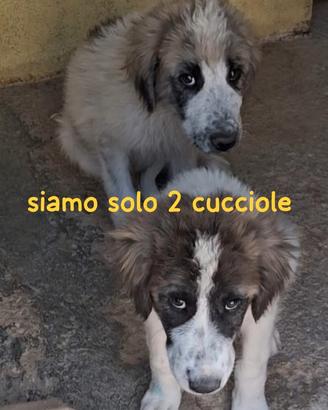 Cucciole 4 mesi taglia media grande