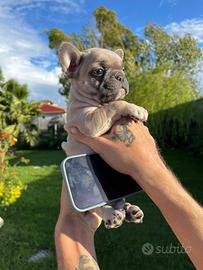 Bulldog francese