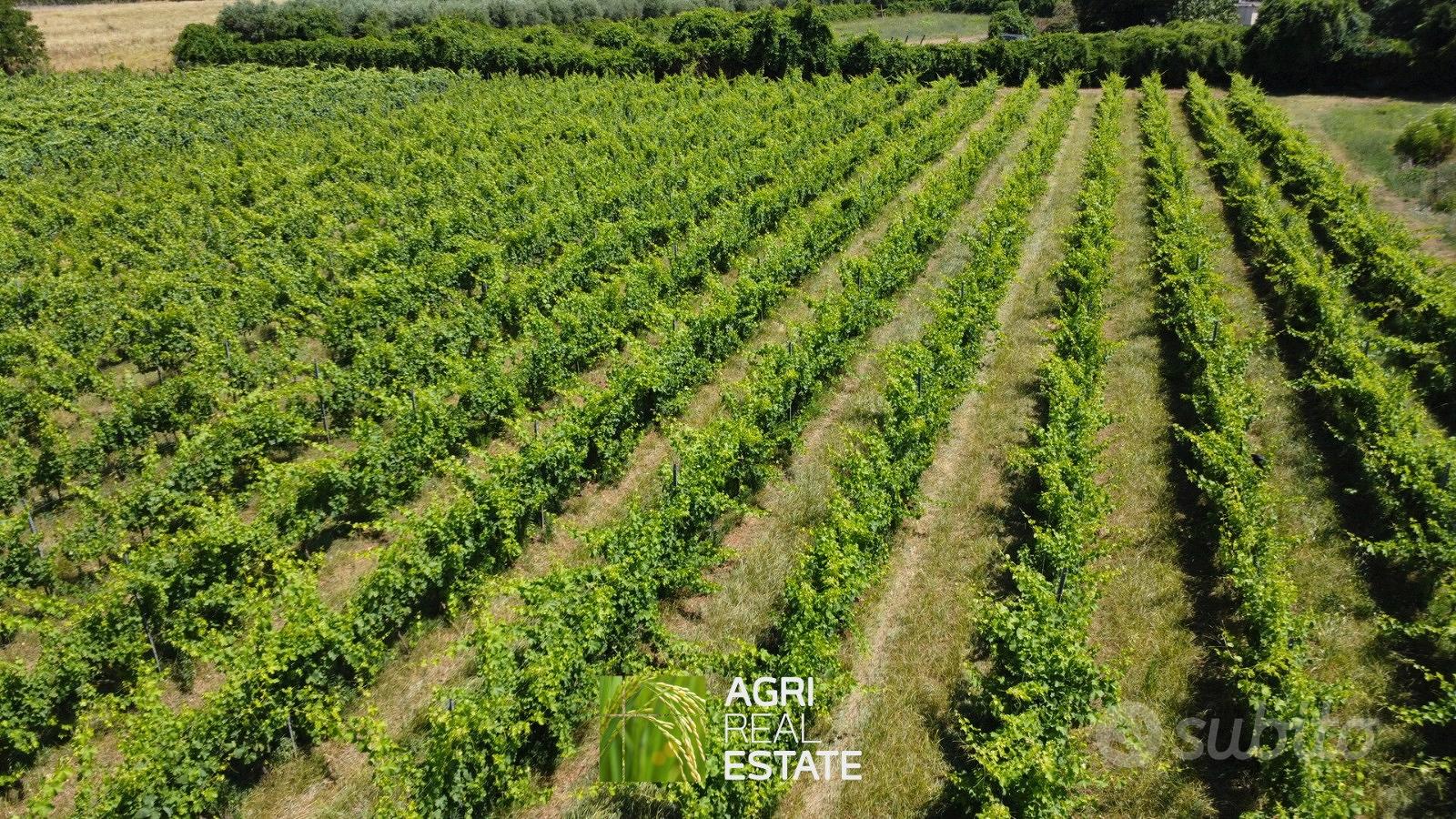 Cisterna di Latina - Vigneto di 3,5 HA | TR430 - Altro