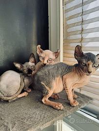 Cuccioli sphynx