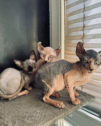 Cuccioli sphynx