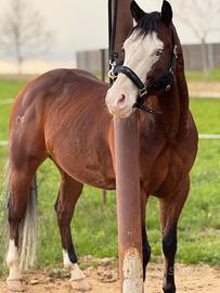 Cavallo da Reining Custom Gun Dun IT MR