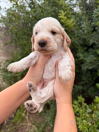 Cocker spaniel